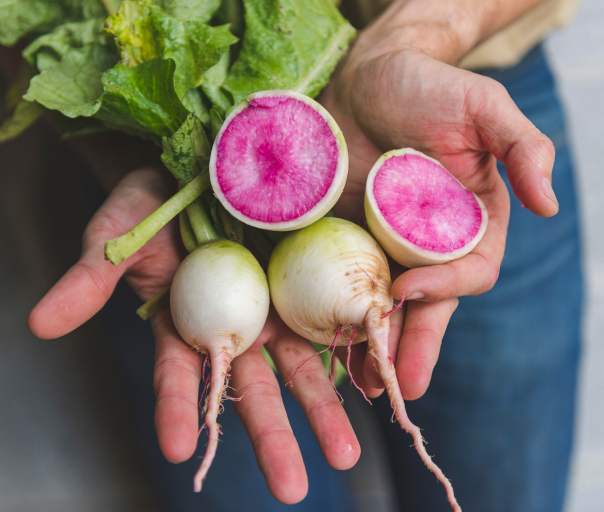 Hands holding beets